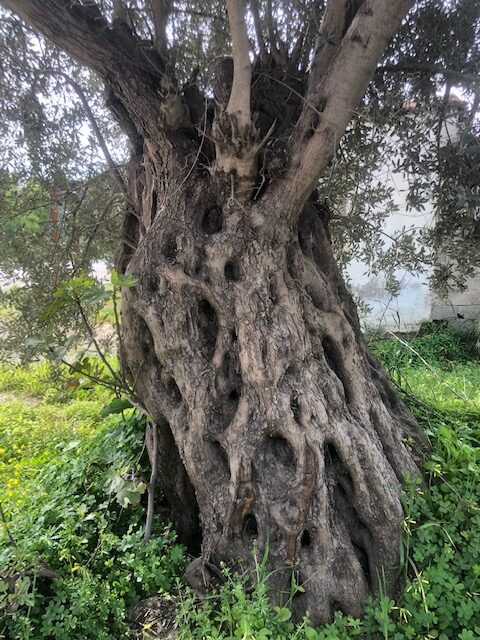 Olive tree seen on the Carian trail